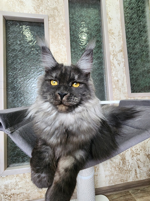 Bella Cat  Akbars - Junior maine-coon 9 months 4 weeks