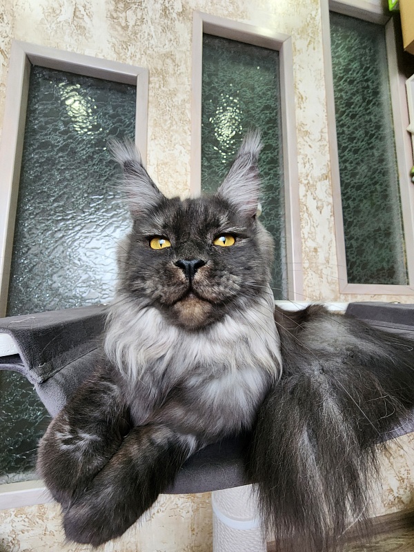 Bella Cat  Akbars - Junior maine-coon 9 months 4 weeks