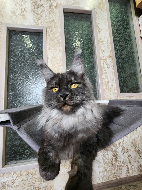 Bella Cat  Akbars - Junior maine-coon 9 months 4 weeks