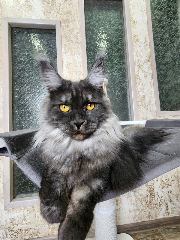 Bella Cat  Akbars - Junior maine-coon 9 months 4 weeks