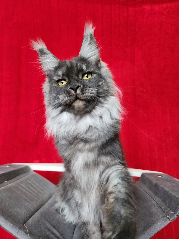 Bella Cat  Akbars - Junior maine-coon 9 months 4 weeks