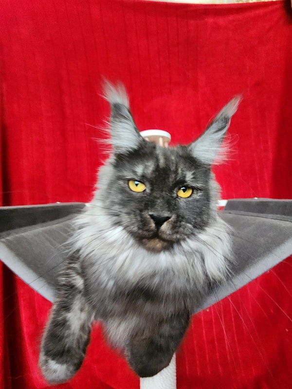 Bella Cat  Akbars - Junior maine-coon 9 months 4 weeks