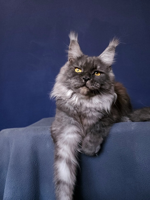 Bella Cat  Akbars - Adult maine-coon 11 months