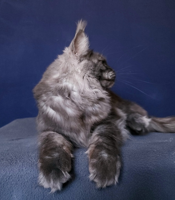 Bella Cat  Akbars - Adult maine-coon 11 months