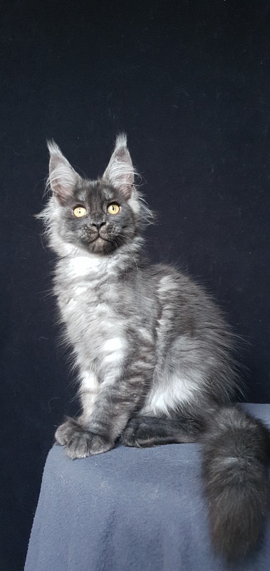 Bella Cat  Akbars - Kitten maine-coon 3 months 1.5 week