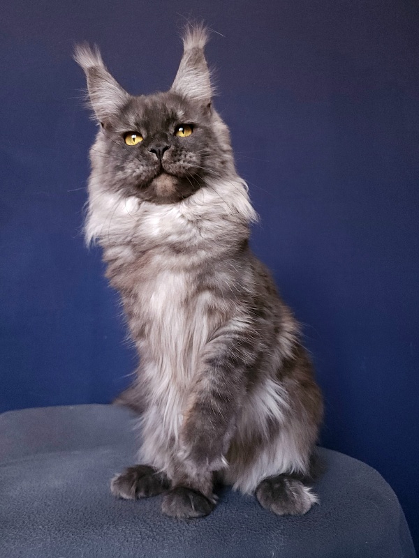 Bella Cat  Akbars - Adult maine-coon 11 months