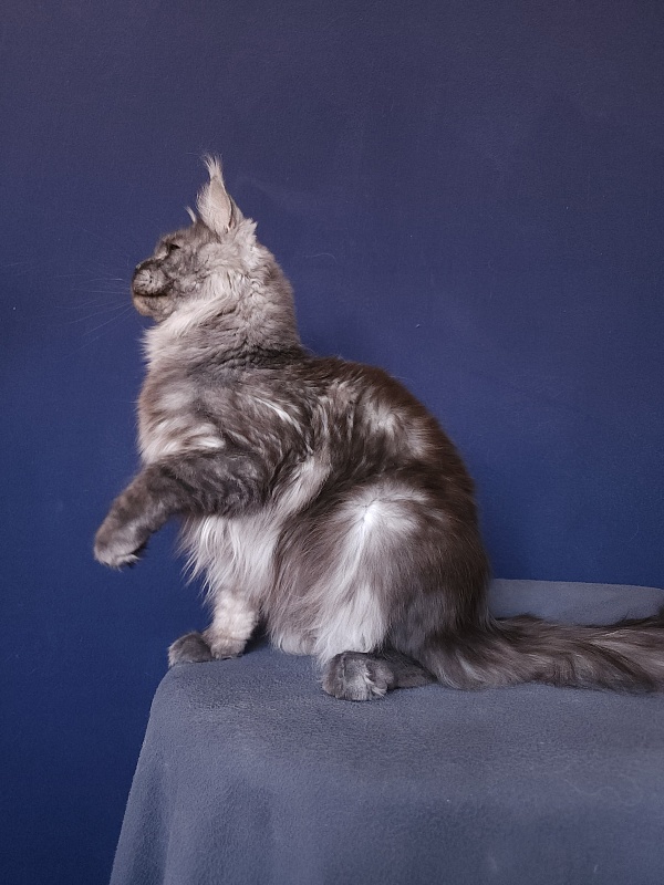 Bella Cat  Akbars - Adult maine-coon 11 months