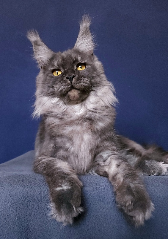 Bella Cat  Akbars - Adult maine-coon 11 months