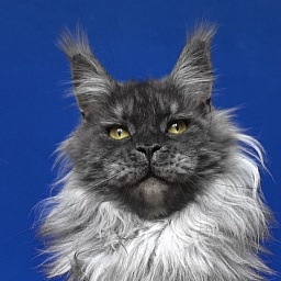 Bella Cat  Akbars