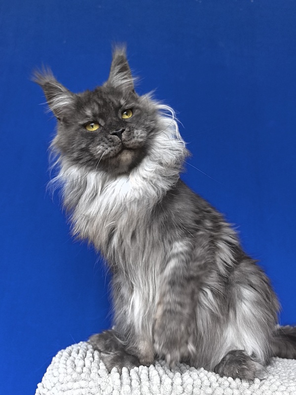 Bella Cat  Akbars - Adult maine-coon 2 years 2 months 3.5 weeks