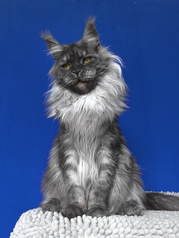 Bella Cat  Akbars - Adult maine-coon 2 years 2 months 3.5 weeks
