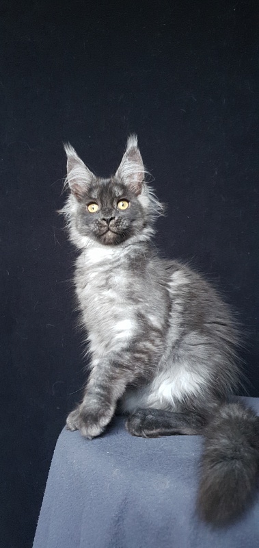 Bella Cat  Akbars - Kitten maine-coon 3 months 1.5 week