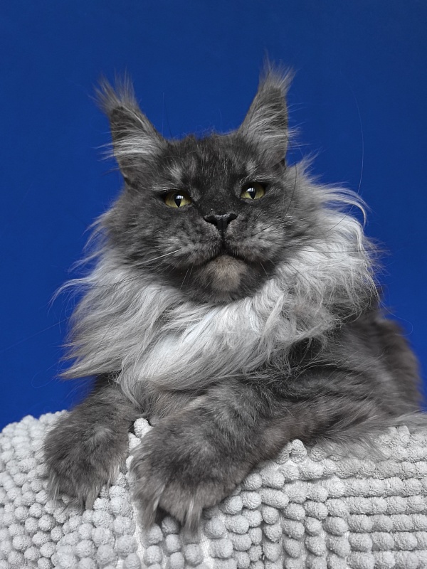 Bella Cat  Akbars - Adult maine-coon 2 years 2 months 3.5 weeks