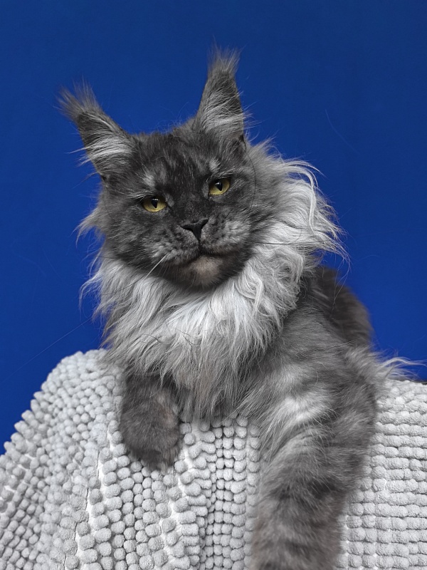 Bella Cat  Akbars - Adult maine-coon 2 years 2 months 3.5 weeks