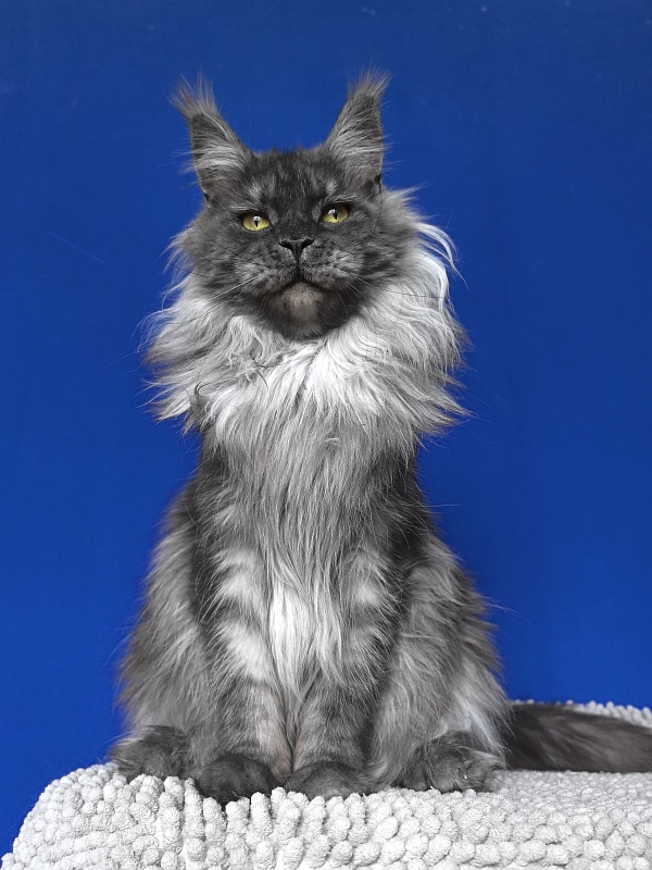 Bella Cat  Akbars - Adult maine-coon 2 years 2 months 3.5 weeks