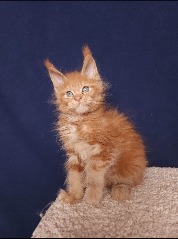 Mico  Akbars - Kitten maine-coon 2 months