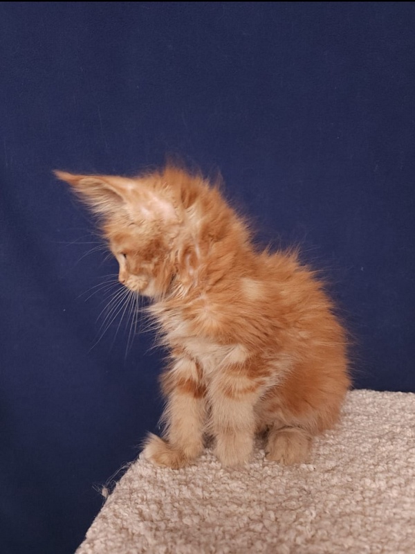 Mico  Akbars - Kitten maine-coon 2 months