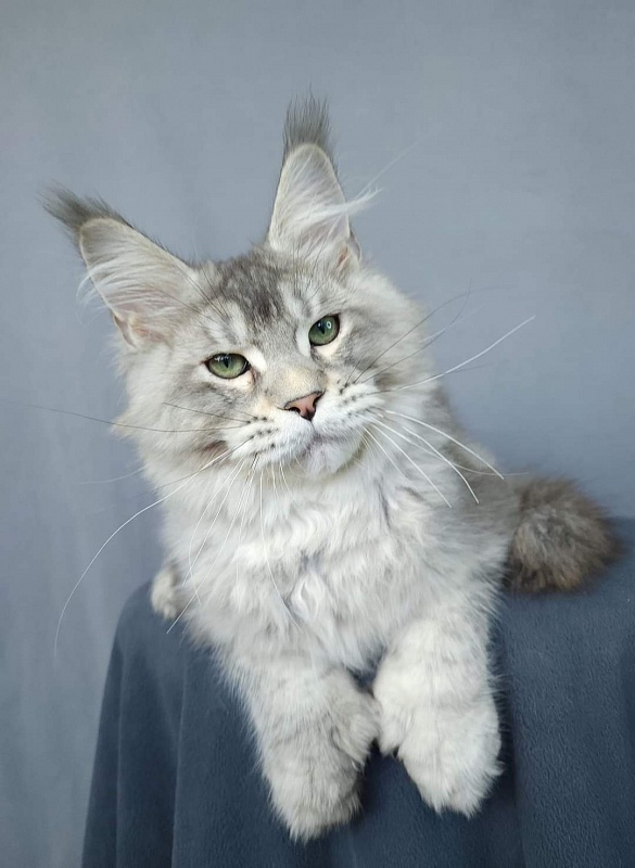 Mitya  Akbars (polydactyl 66/66) - Kitten maine-coon 3 months