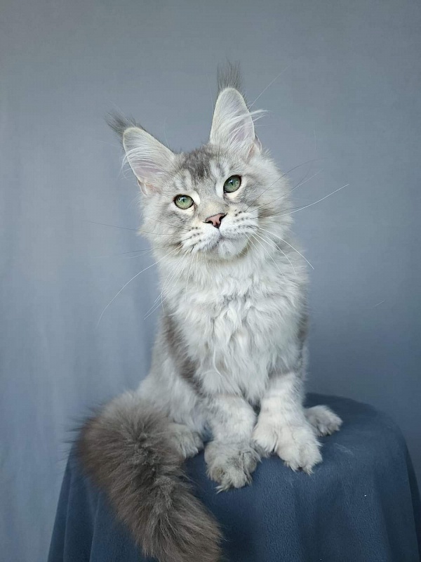 Mitya  Akbars (polydactyl 66/66) - Kitten maine-coon 3 months