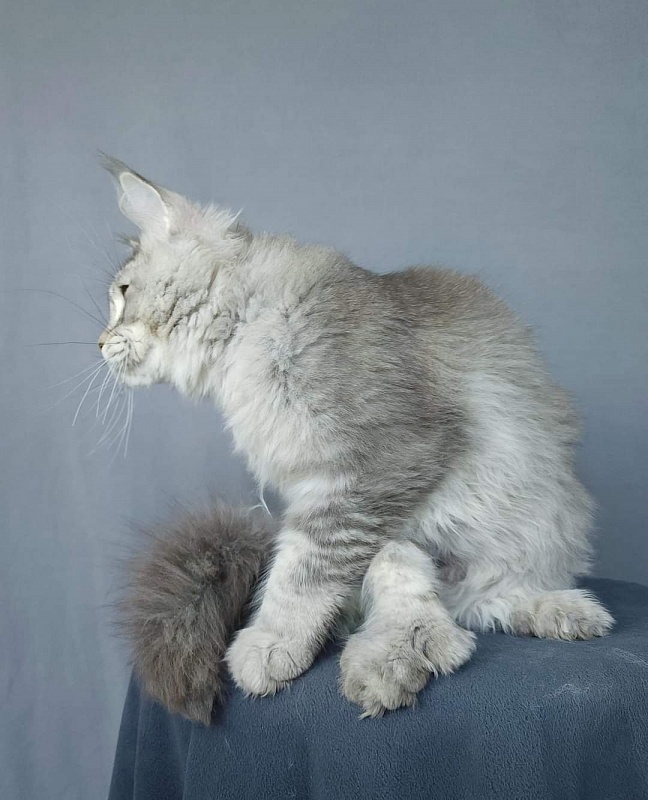 Mitya  Akbars (polydactyl 66/66) - Kitten maine-coon 3 months