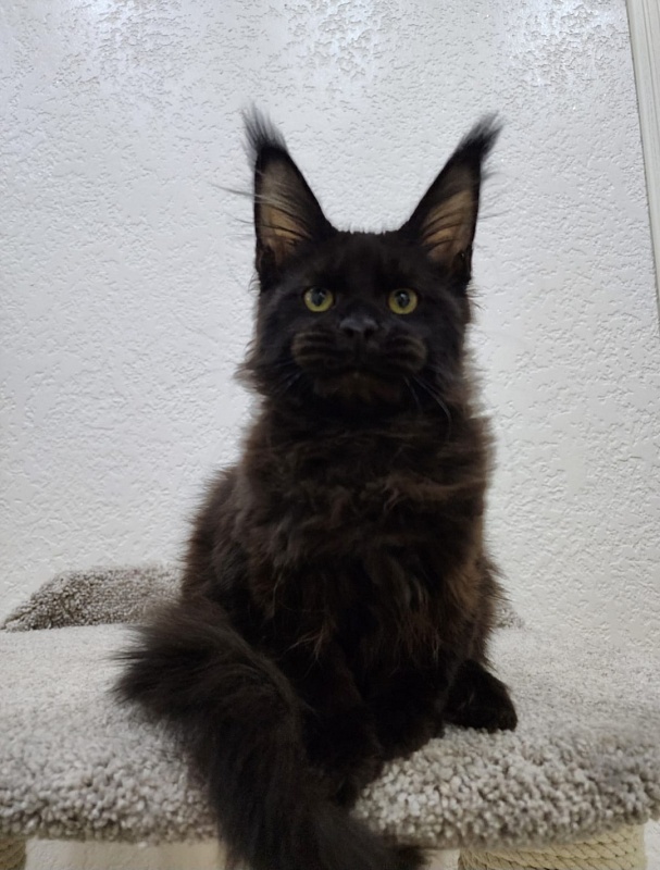 Muha Akbars - Kitten maine-coon 4 months 1.5 week