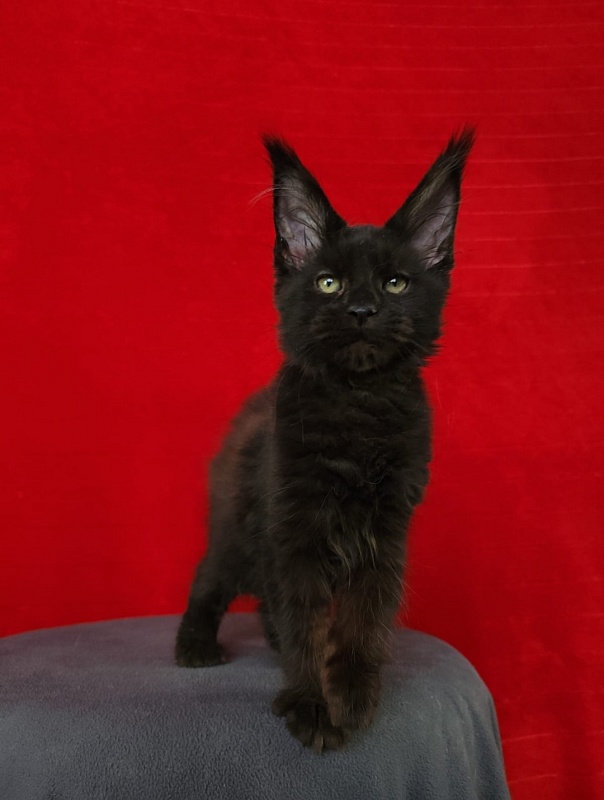 Muha Akbars - Kitten maine-coon 4 months 1.5 week