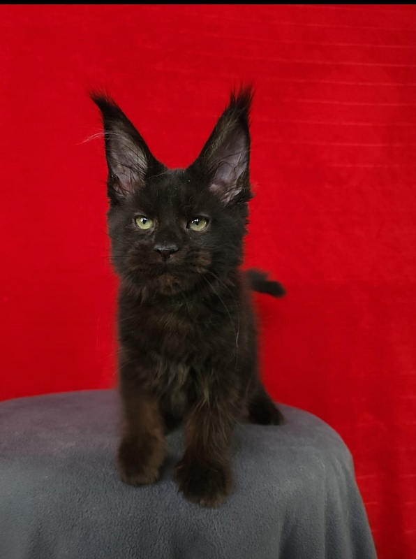 Muha Akbars - Kitten maine-coon 4 months 1.5 week
