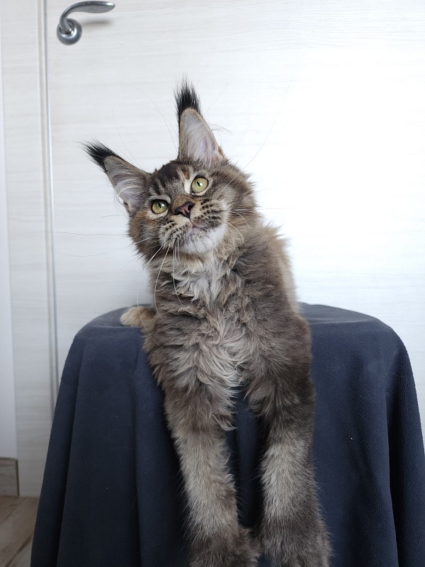 Messy  Akbars (polydactyl 66/66) - Kitten maine-coon 4 months
