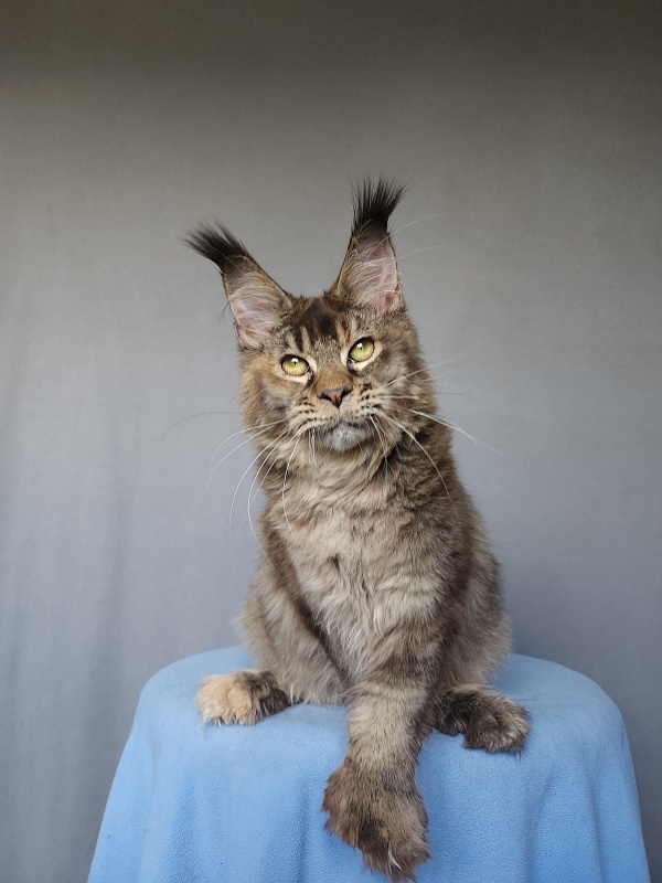 Messy  Akbars (polydactyl 66/66) - Kitten maine-coon 6 months 0.5 weeks