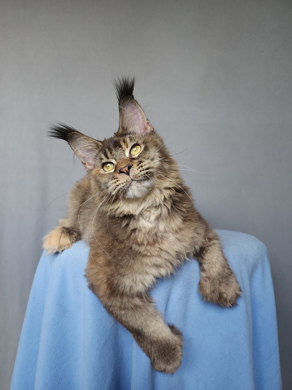 Messy  Akbars (polydactyl 66/66) - Kitten maine-coon 6 months 0.5 weeks