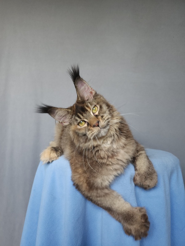 Messy  Akbars (polydactyl 66/66) - Kitten maine-coon 6 months 0.5 weeks