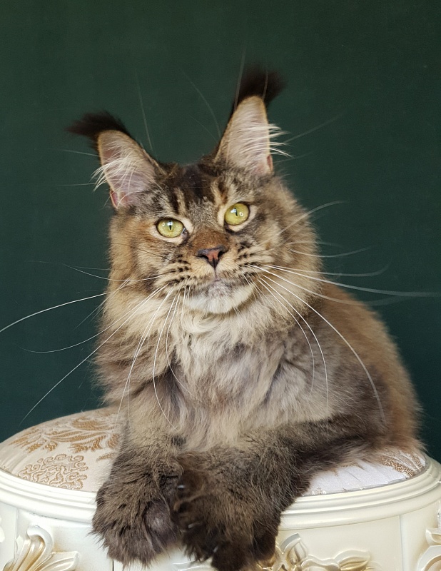 Messy  Akbars (polydactyl 66/66) - Junior maine-coon 9 months 2.5 weeks