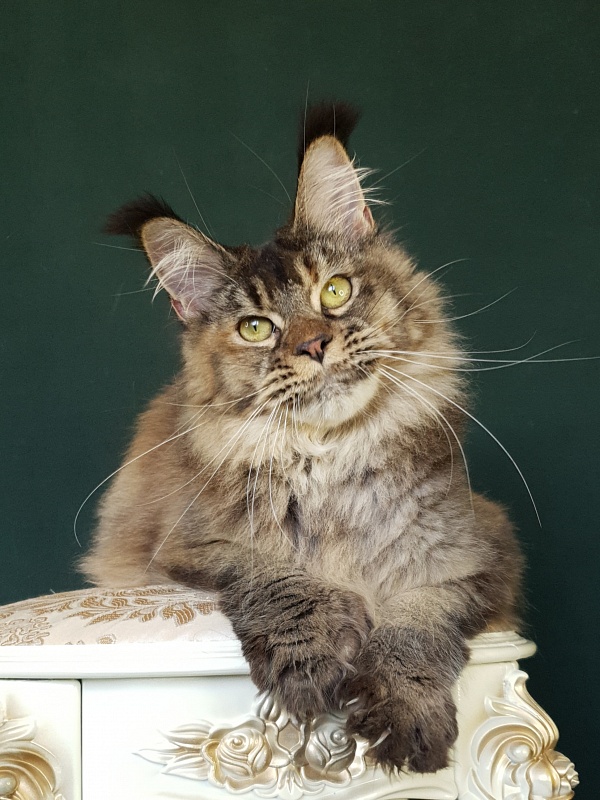 Messy  Akbars (polydactyl 66/66) - Junior maine-coon 9 months 2.5 weeks