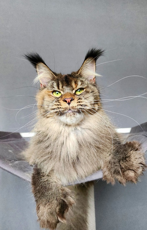 Messy  Akbars (polydactyl 66/66) - Adult maine-coon 1 year 1 month 3 weeks