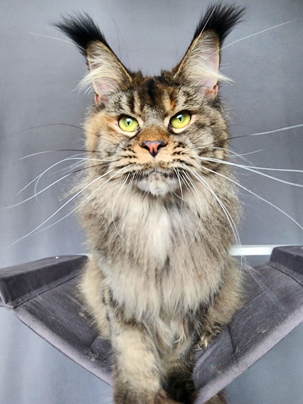 Messy  Akbars (polydactyl 66/66) - Adult maine-coon 1 year 1 month 3 weeks