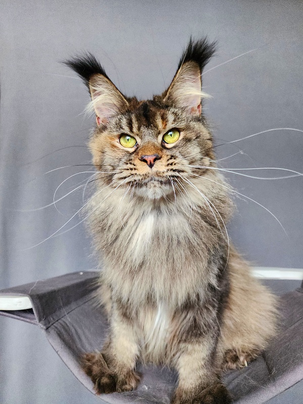 Messy  Akbars (polydactyl 66/66) - Adult maine-coon 1 year 1 month 3 weeks