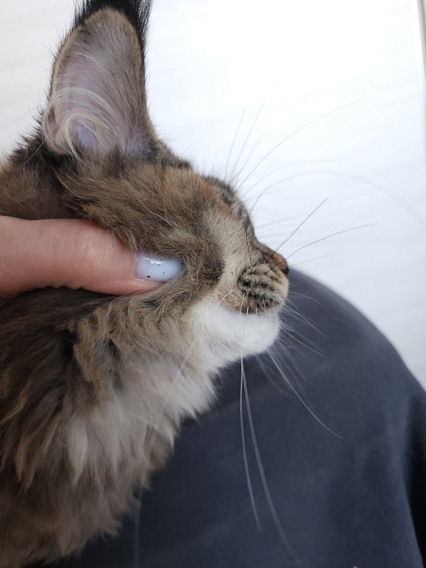 Messy  Akbars (polydactyl 66/66) - Kitten maine-coon 4 months