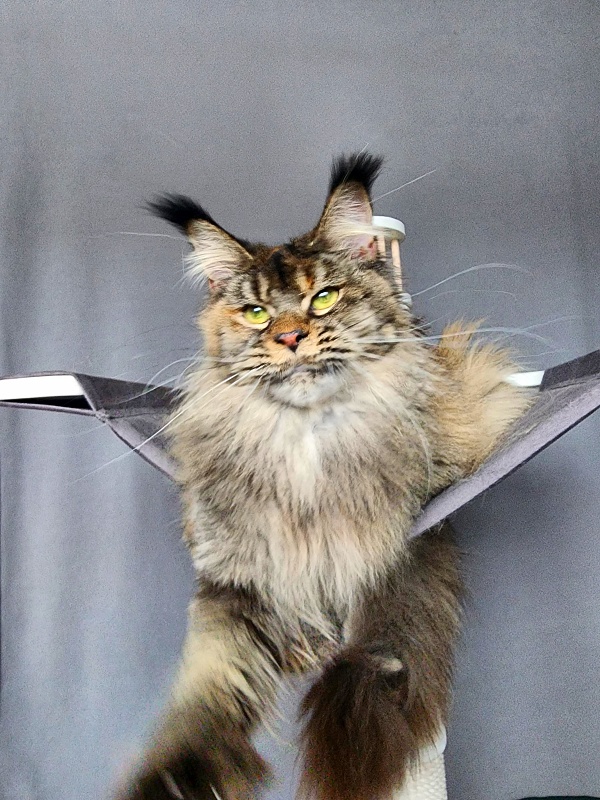 Messy  Akbars (polydactyl 66/66) - Adult maine-coon 1 year 1 month 3 weeks