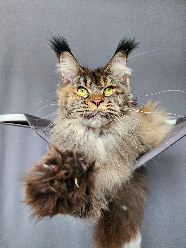 Messy  Akbars (polydactyl 66/66) - Adult maine-coon 1 year 1 month 3 weeks