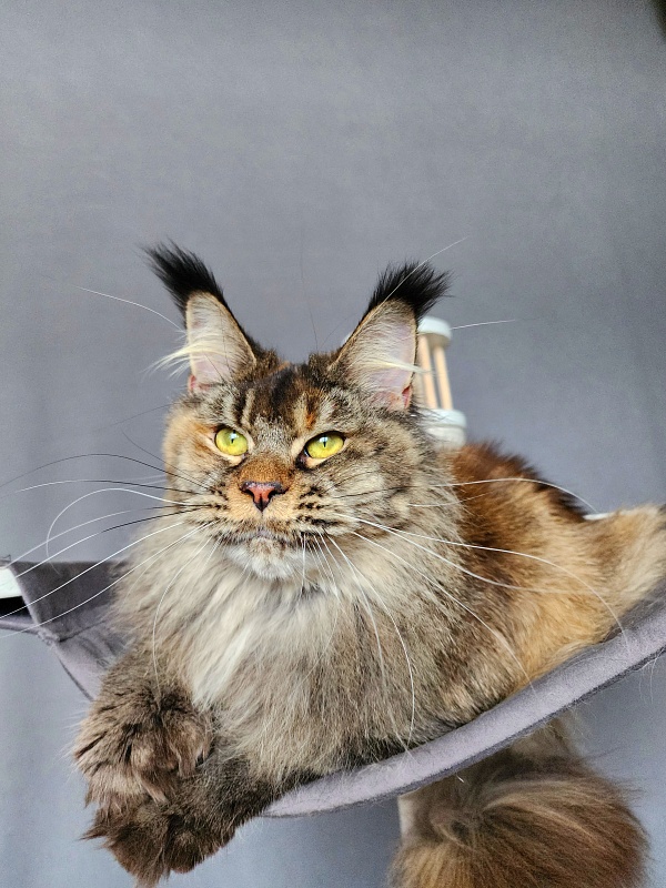 Messy  Akbars (polydactyl 66/66) - Adult maine-coon 1 year 1 month 3 weeks