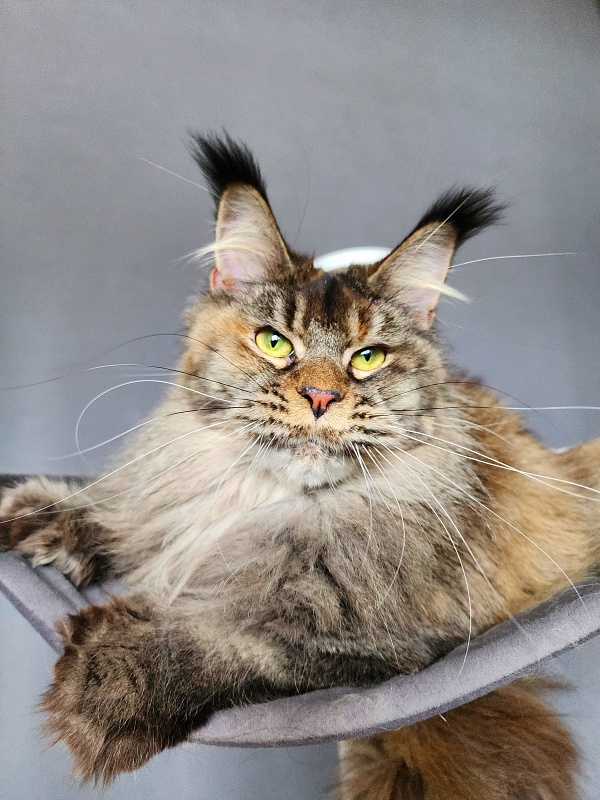 Messy  Akbars (polydactyl 66/66) - Adult maine-coon 1 year 1 month 3 weeks