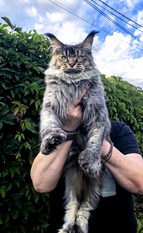 Messy  Akbars (polydactyl 66/66) - Adult maine-coon 1 year 9 months