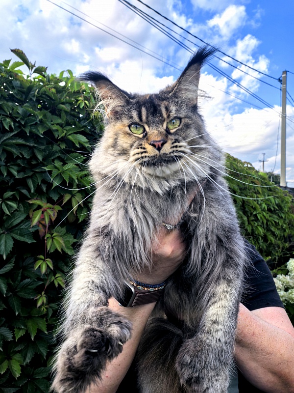Messy  Akbars (polydactyl 66/66) - Adult maine-coon 1 year 9 months