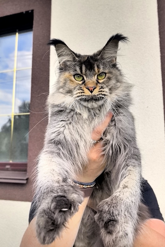 Messy  Akbars (polydactyl 66/66) - Adult maine-coon 1 year 9 months