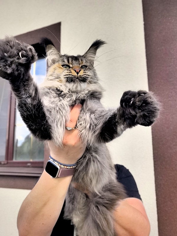 Messy  Akbars (polydactyl 66/66) - Adult maine-coon 1 year 9 months
