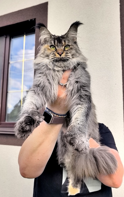 Messy  Akbars (polydactyl 66/66) - Adult maine-coon 1 year 9 months