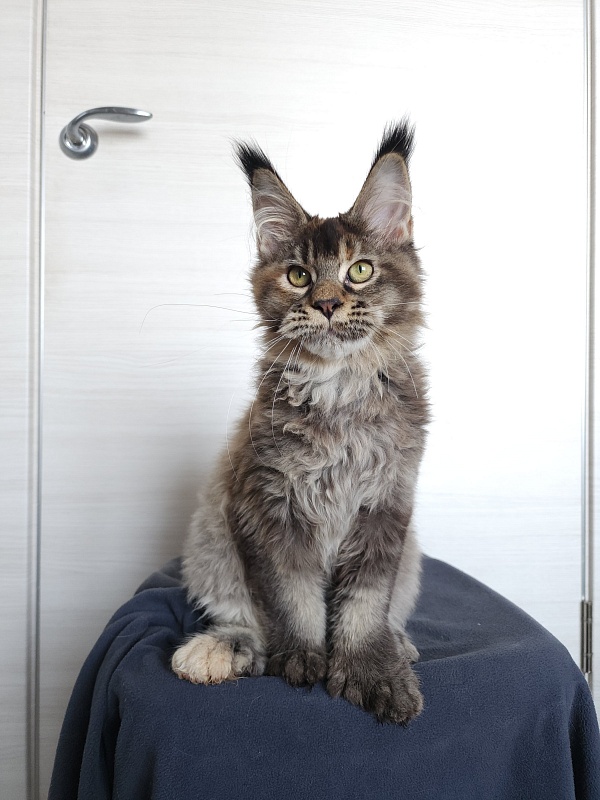 Messy  Akbars (polydactyl 66/66) - Kitten maine-coon 4 months