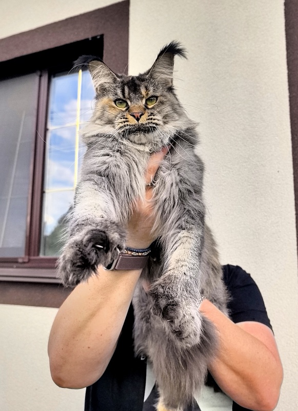 Messy  Akbars (polydactyl 66/66) - Adult maine-coon 1 year 9 months