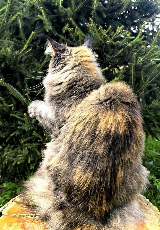 Messy  Akbars (polydactyl 66/66) - Adult maine-coon 1 year 9 months