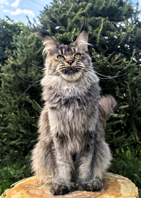 Messy  Akbars (polydactyl 66/66) - Adult maine-coon 1 year 9 months